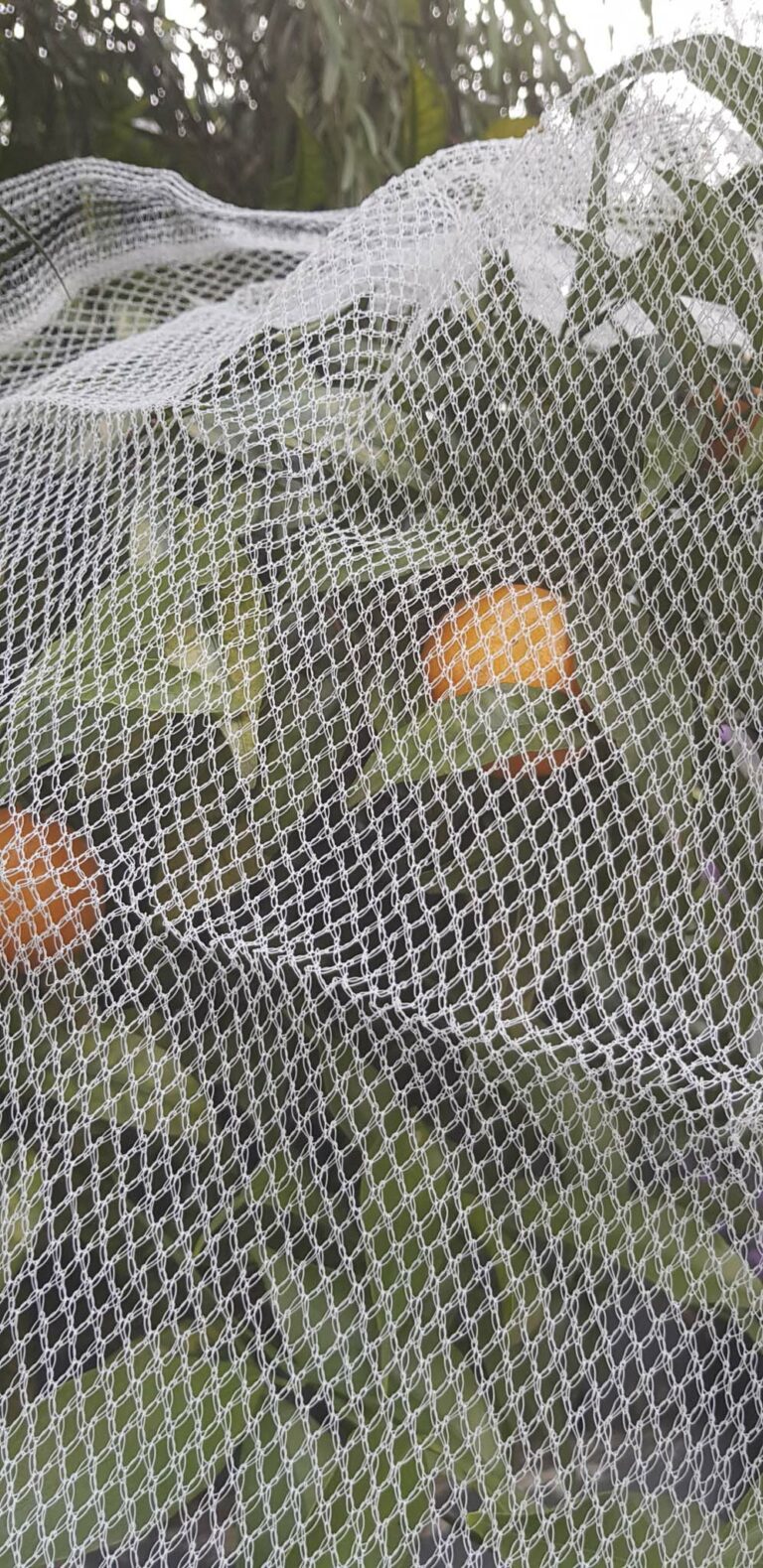 What Is the Best Netting for Insects? — GreenlifeGRO